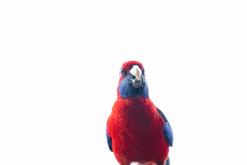 rosella bird Australia Queensland beautiful vibrant red and blue tropical colourful parrot white background