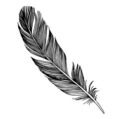 vector bird feather from wing isolated. black and white engraved ink art. isolated feathers illustra