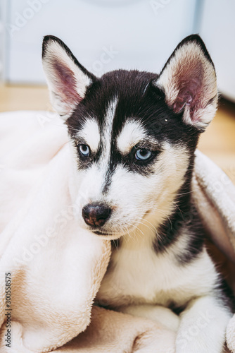 Portrait D Un Bebe Chiot Husky Stock Photo Adobe Stock Portrait D Un Bebe Chiot Husky Stock Photo Adobe Stock