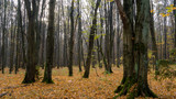 Fototapeta  -  Rezerwat przyrody Las Zwierzyniecki, zamglony las, Białystok, Podlasie, Polska