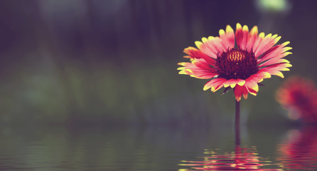 Wall Mural - image of a beautiful flower above the water.Toned image.