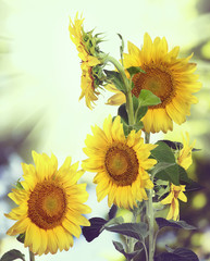 Wall Mural - image of many flowers in the garden closeup.Toned image.