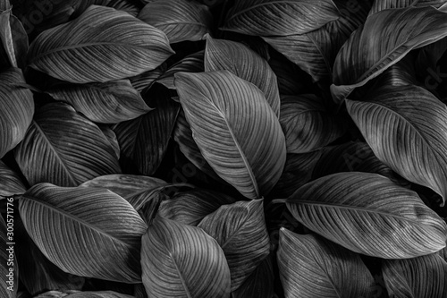 Papier Peint - leaves of Spathiphyllum cannifolium, abstract monochrome texture, nature background, tropical leaf
