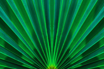 tropical palm leaf and shadow, abstract natural green background