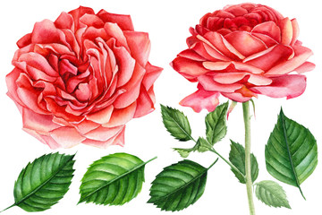 Wall Mural - watercolor illustration, rose on an isolated white background, beautiful flower