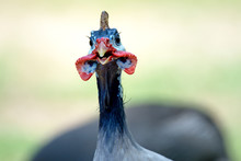 Guinea Fowl Head