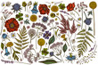 © Sad - Vector set of hand drawn colored shepherd's purse, heather, fern, wild garlic, clover, globethistle, gentiana, astilbe, craspedia, lagurus, black caraway, chamomile, dandelion, poppy flower, lily of