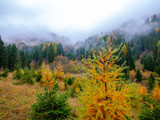 Fototapeta Na ścianę - Foliage in autumn - Walk in the mountains
