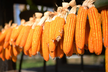 Dry corn hanging in the barn