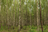 Fototapeta Las - Summer day in a birch grove