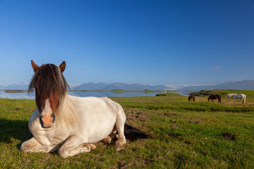 icelandic horses resting in a field in northern iceland