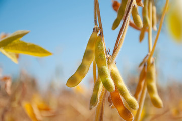 Wall Mural - Ripe pods of soybean varieties on the stem of a plant in a field during harvest. Selective focus.