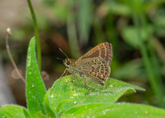 Wall Mural - Veined Scrub Hopper, Aeromachus stigmata,  Butterfly, Sikkim, India