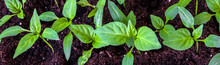 Young Green Seedlings Plants Growing In Ground, The View From The Top. Cultivation Of Vegetables. Panoramic Banner.