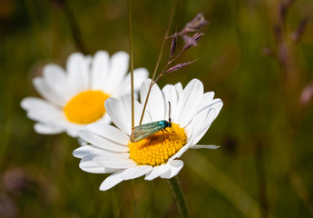 Macro of a little insect with aquamarine shimmering wings on a daisy (leucanthemum) blossom with blurred bokeh background; pesticide free environmental protection concept