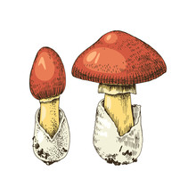 Hand Drawn Amanita Caesarea Mushroom