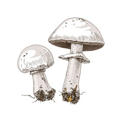 Hand drawn champignons