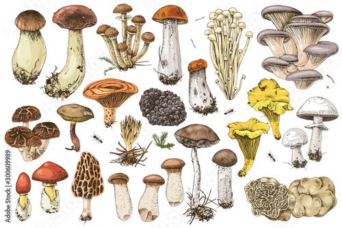 Fotografía Hand drawn edible mushrooms collection