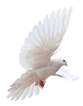 Free Flying White Dove Isolated On A White Background