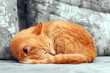 close-up of curled up sleepng ginger cat