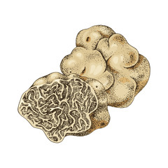 Hand drawn white truffle or tuber magnatum