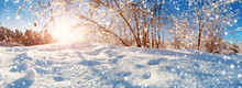 Branches Covered With Snow On Blue Sky Background