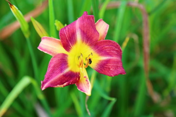 Wall Mural - Flower pollination by bees. One maple Color Lily (hemerocallis Hybridus) with green leaves in the background