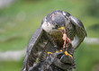 Closeup of a peregrine falcon (Falco peregrinus), a widespread bird of prey (raptor) in the family Falconidae.