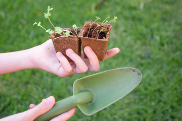 Hands holding two biodegradable trays with fresh sprouted seedlings and a trowel on green grassy background. Gardening concept