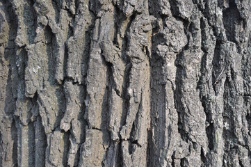 Wall Mural - Drawing texture of oak bark. Harvesting textures for designers.