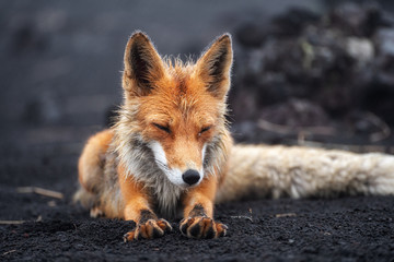 Wall Mural - closeup portrait of red fox