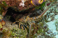 Caribbean Spiny Lobster On A Reef
