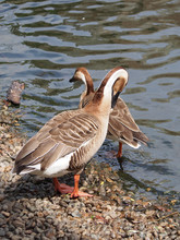 Two Goose Swan Goose Standing On The Rocky Shore Of The Lake.