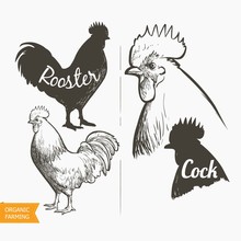 Vector Set Hen And Rooster. Black And White Silhouette And Engraving Sketch. Male And Female Chickens Head. Vintage Realistic Illustration.