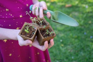 Girl in a purple dress holding two biodegradable trays with fresh sprouted seedlings and a trowel on green grassy background. Gardening concept