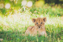 Lion Cub Are Relaxing In The Grass In Masai Mara In Africa. Lions, Wildlife, Africa, Cubs, Travel Concept.