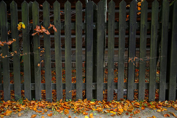 Wall Mural - old wooden fence in autumn scenery
