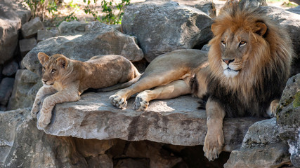 male african lion relaxing with cub