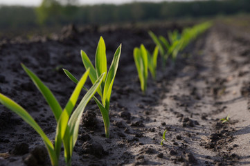 Germinating corn plants. Agriculture. Germ. Seed. Growing