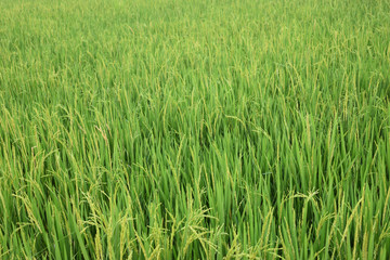 paddy tree or rice farming in india 