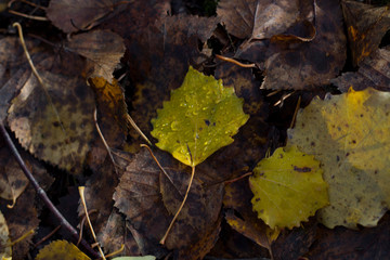 Autumn fallen leaves closeup lit by sunlight with drops of water after rain