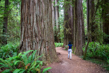 Young Girl Walking On Trail In Between Massive Redwood Trees In Northern California Forest - Jedediah Smith Redwoods State Park, California, USA
