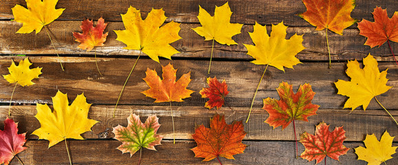 Wall Mural - Autumn maple leaves background on top view wooden table horizontal frame.
