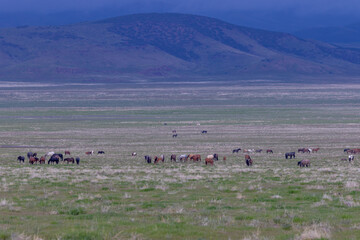 Poster - Herd of Wild Horses in Spring in Utah