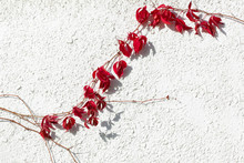 Climbing Vine With Red Leaves At White Plastered Wall In Autumn. Concrete And Foliage Texture