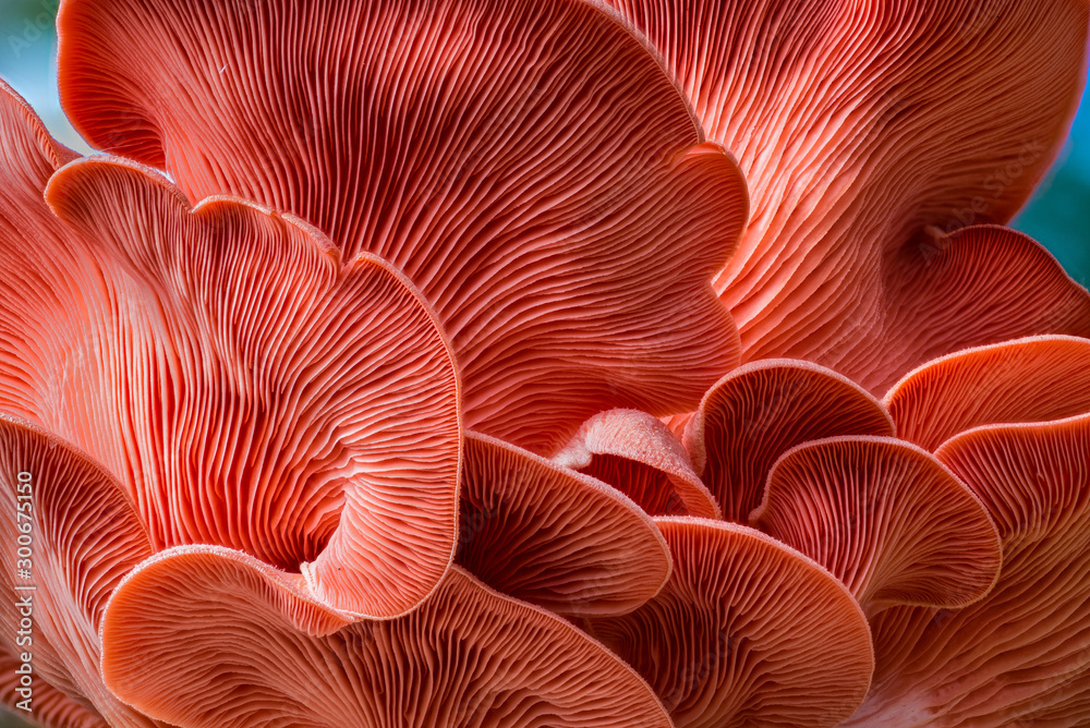 Underside of oyster mushrooms (Pleurotus ostreatus) showing gills - obrazy, fototapety, plakaty 