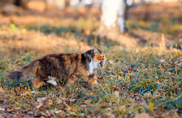 Wall Mural -  beautiful fluffy cat walks in the autumn Park with a caught mouse in her teeth