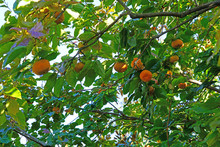 Orange Persimmon Kaki Fruits Growing On A Tree In The Fall
