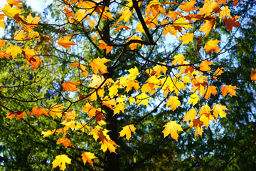 Wall Mural - Colorful foliage of a maple tree in autumn