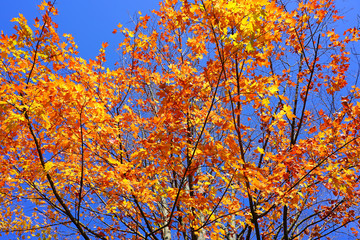 Wall Mural - Colorful foliage of a maple tree in autumn